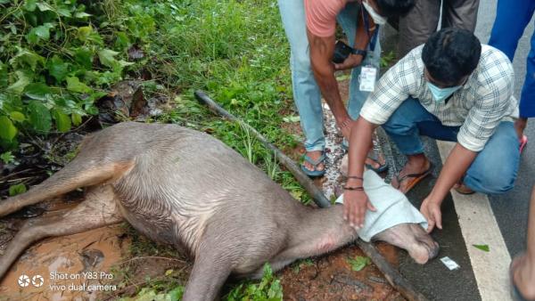 Sambar Deer Rescued After Road Accident At Dharmasthala 