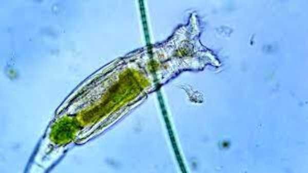 ರಷ್ಯಾದ ಸೈಬೀರಿಯಾ ಭಾಗ 