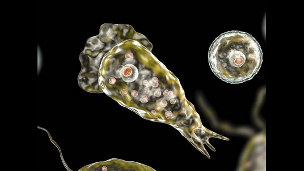 ಬುರುಲಿ ಅಲ್ಸರ್ ಹರಡುವ ಬ್ಯಾಕ್ಟೀರಿಯ 