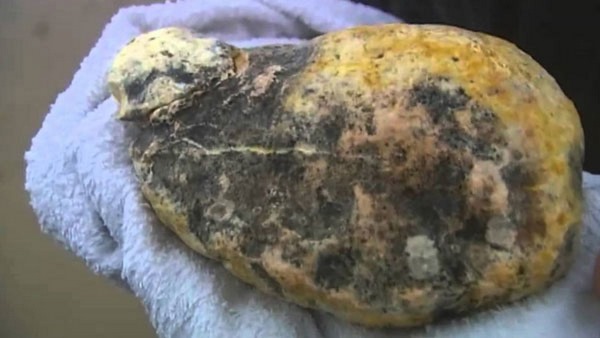 Bengaluru: Ambergris worth above Rs 8 crore seized, 4 arrested