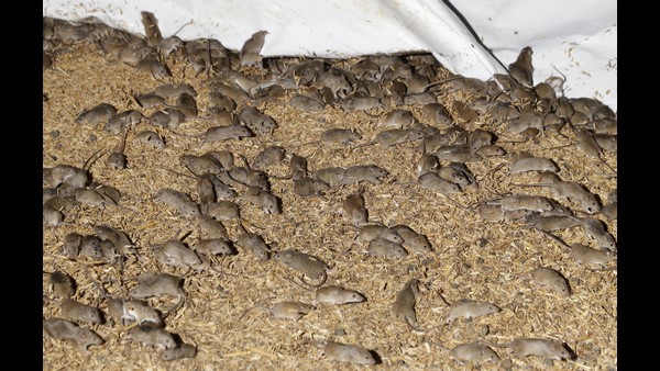 ಪ್ಲೇಗ್ ಭೀತಿಯಲ್ಲಿ ಆಸ್ಟ್ರೇಲಿಯಾ..?