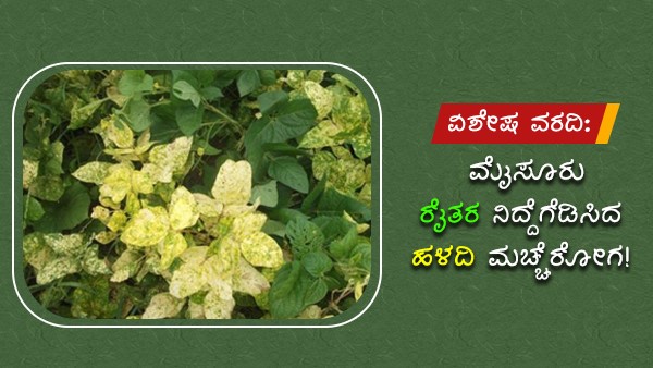 ಬಿಳಿ ನೊಣಗಳಿಂದ ರೋಗ ಪ್ರಸಾರ