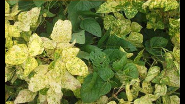 ಕೃಷಿ ನಿರ್ದೇಶಕರು ನೀಡಿದ ಸಲಹೆಗಳೇನು?