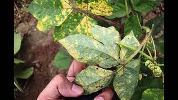 ರಾಗಿ ಸಸಿ ಮಡಿಯನ್ನು ಬಿಡದ ಕೀಟಗಳು