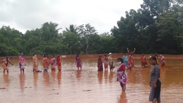 Mangaluru: School Administration Converts School Field Into Paddy Field