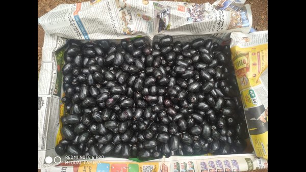  ಒಂದು ತಿಂಗಳು ಕಾಲ ಮಾತ್ರ ಇಳುವರಿ