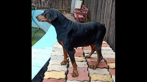 Police Dog Squad Member Sudha Passed Away For Illness In Mangaluru