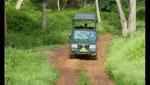 ವಿವಿಧ ಜಾತಿಯ ವನ್ಯಪ್ರಾಣಿಗಳ ದರ್ಶನ ಖಚಿತ