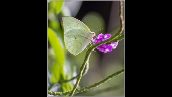 Mangaluru: Couple Built Butterfly Park In Their House
