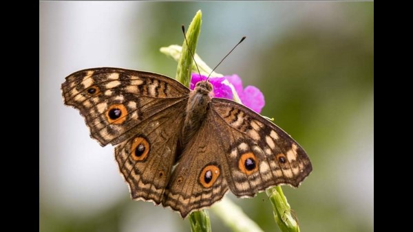 Mangaluru: Couple Built Butterfly Park In Their House