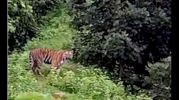 ಬಿಳಿಪಟ್ಟೆ ಹುಲಿಗಳ ಅವಾಸ ತಾಣ