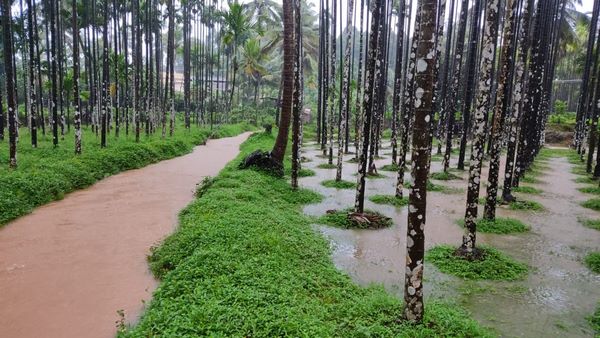 ಪರ್ವತಗಳಿಂದ ಕುಮಾರಾಧಾರೆಗೆ ನೀರು ಹರಿದು ಬರುತ್ತಿದೆ 