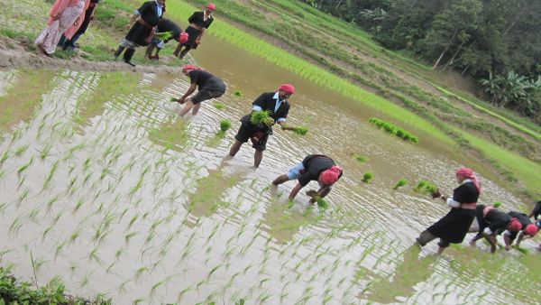 ಬದುಕಿಗೆ ಭತ್ತದ ಕೃಷಿಯೇ ಆಸರೆ