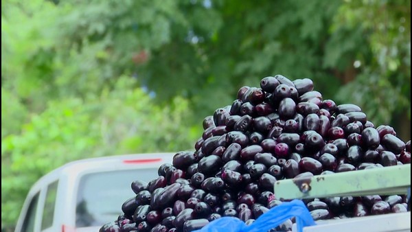 Students Selling Fruit At Mangaluru In The Time Of Covid 
