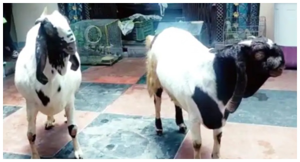 Pair Of Goats Sold For Rs 4.5 Lakh In Lucknow Pair Of Goats Sold For Rs 4.5 Lakh In Lucknow