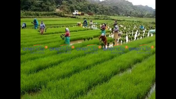 ಎತ್ತುಗಳ ಬದಲಿಗೆ ಯಂತ್ರಗಳು ಎತ್ತುಗಳ ಬದಲಿಗೆ ಯಂತ್ರಗಳು