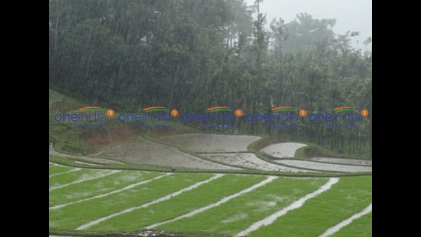 ಮಳೆಯ ನೀರಲ್ಲೇ ಭತ್ತದ ಕೃಷಿ ಮಳೆಯ ನೀರಲ್ಲೇ ಭತ್ತದ ಕೃಷಿ