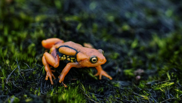 ಓಂಕಾರ್ ಪೈ ಮನದಾಳದ ಮಾತು 