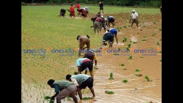 ಕೊಡಿನಾಟಿ ಗದ್ದೆಗೊಂದು ಶೋಭೆ ಕೊಡಿನಾಟಿ ಗದ್ದೆಗೊಂದು ಶೋಭೆ