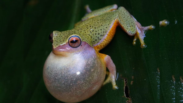 ಹತ್ತು ವರ್ಷದಿಂದ ಕಾಡಿನಲ್ಲಿ ಅಲೆದಾಟ 