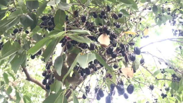 Chitradurga: Huge Demand For Jamun Fruit In Market Due To Its Health Benefits