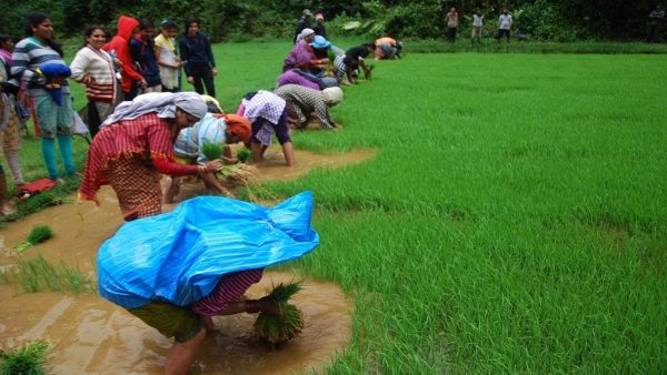 ಹೊರ ಊರಲ್ಲಿದ್ದವರು ನಾಟಿಗೆ ಹಾಜರು