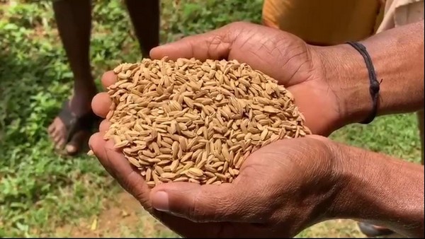 Less Rain Effected Paddy Crop At Dakshina Kannada 