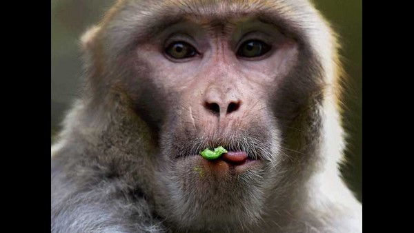 ಪಶುವೈದ್ಯರ ಪ್ರಾಥಮಿಕ ಸಂಪರ್ಕಿತರಿಗಿಲ್ಲ ಮಂಕಿ ಬಿ ವೈರಸ್ 