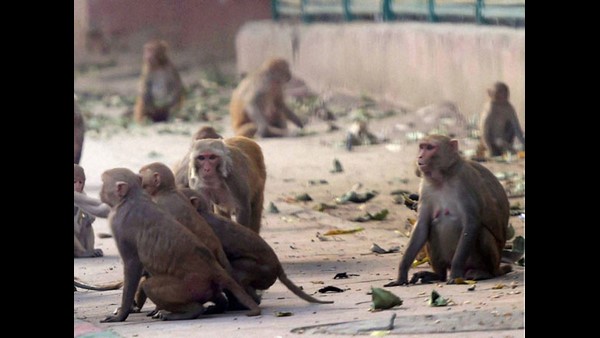 ಸಾಮಾನ್ಯವಾಗಿ ಮಂಕಿ ಬಿ ವೈರಸ್ ಹರಡುವುದು ಹೇಗೆ? 