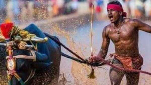 Mangaluru: New Rules Implemented For Coastal Kambala; Suspension If Rules Violation