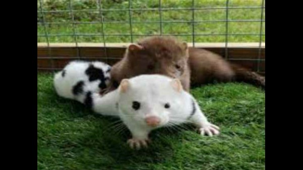  ಮಿಂಕ್‌ಗಳ ಉಪಯೋಗ ಏನು ಎಂಬ ಪ್ರಶ್ನೆ 