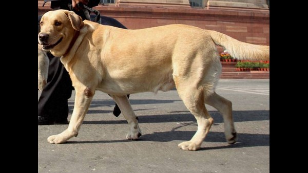  ಡೆನ್ಮಾರ್ಕ್ ಮಿಂಕ್ ಉದ್ಯಮವನ್ನು ಅವಲಂಬಿಸಿದೆ