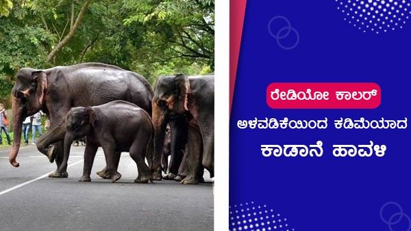  ಕಾಡಾನೆಗಳ ಚಲನವಲನ ತಿಳಿಯಲು ರೇಡಿಯೋ ಕಾಲರ್