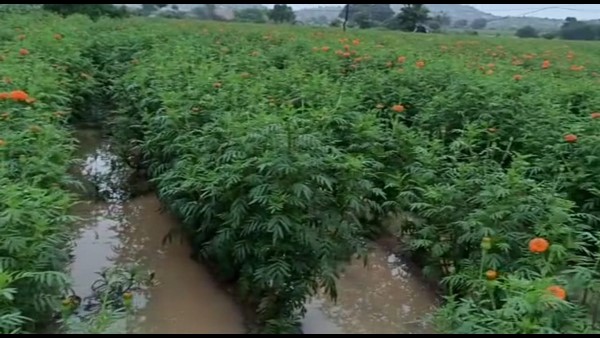 Heavy Rain Lashed In Vijayanagara District: Overflowing Of Ditches