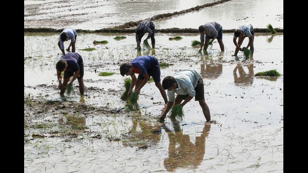 ಕೃಷಿ ಚಟುವಟಿಕೆ ಮೇಲೆ ಪರಿಣಾಮ; ಬಿತ್ತನೆ ಗುರಿ ತಲುಪಿಲ್ಲ ಕೃಷಿ ಚಟುವಟಿಕೆ ಮೇಲೆ ಪರಿಣಾಮ; ಬಿತ್ತನೆ ಗುರಿ ತಲುಪಿಲ್ಲ
