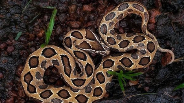 ಹಾವಿನ ಬಗ್ಗೆ ಭಯ ಬೇಡ 