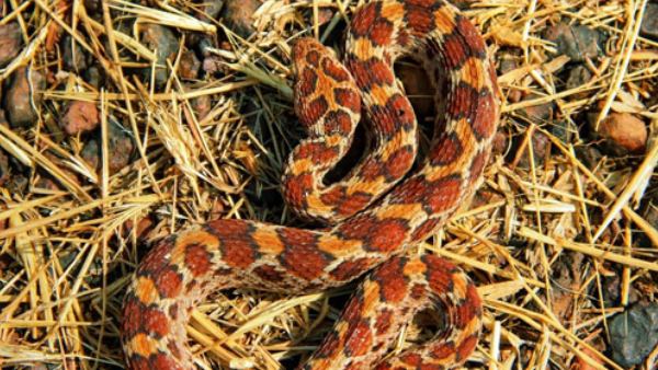  ಹಾವುಗಳಿಗೆ ಬೇಕಿರುವುದು ಇಲಿಗಳು 