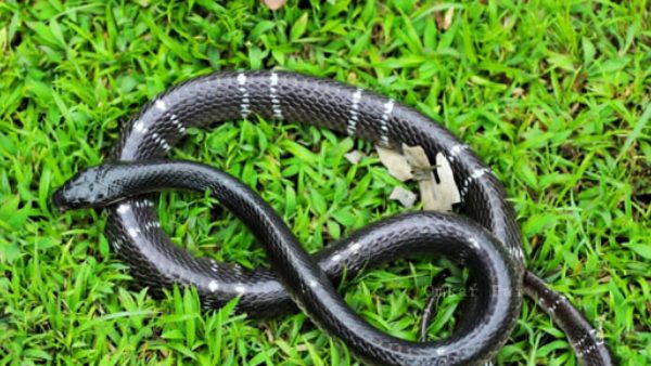 ವಿಷಕಾರಿ ಹಾವುಗಳ ಚಿತ್ರಣ