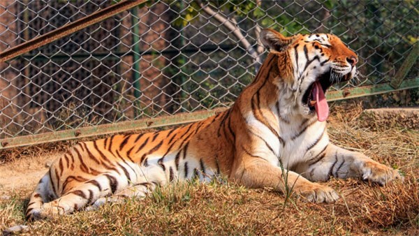 International Tiger Day 2021: Date, Theme, History, Importance Quotes & Slogans in Kannada