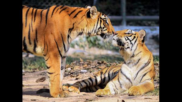  ಸಮೀಕ್ಷೆಗೆ ತಂತ್ರಜ್ಞಾನ ಬಳಕೆಗೆ ಒಲವು