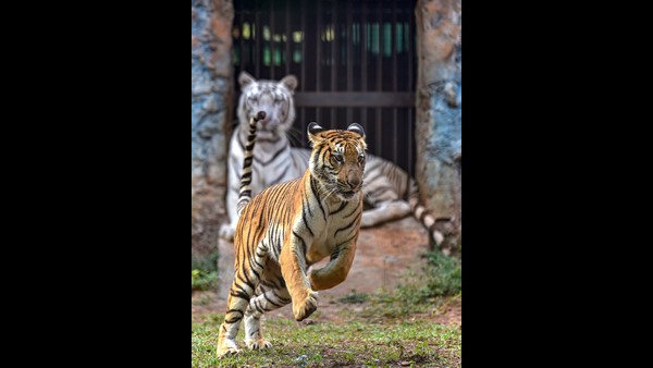  ಖಂಡಿತ ಹುಲಿಗಳ ಸಂಖ್ಯೆಯಲ್ಲಿ ಹೆಚ್ಚಳವಿರಲಿದೆ