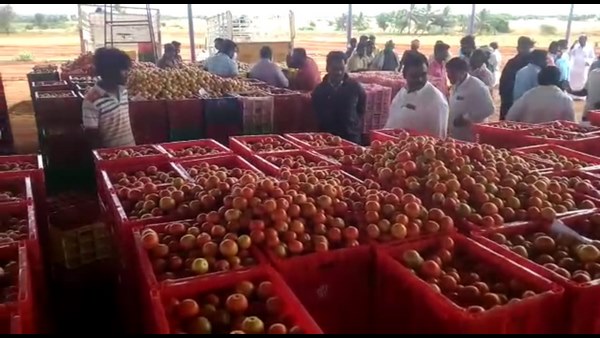 Chitradurga: Private Tomato Market Started In Challakere Taluk