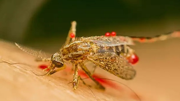 ಝಿಕಾ ವೈರಸ್ ರೋಗದ ಲಕ್ಷಣಗಳು ಏನೇನು? 