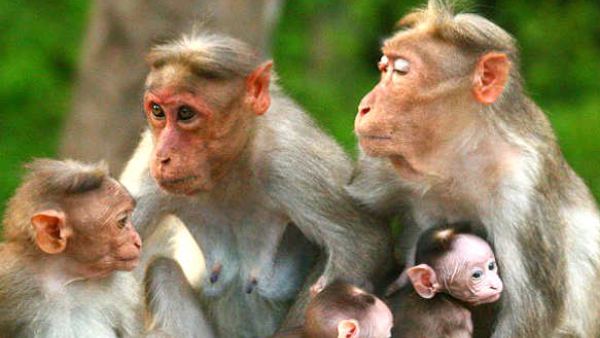 56 Cases Of Problematic Monkeys Recorded In Bengaluru City Says Karnataka High Court