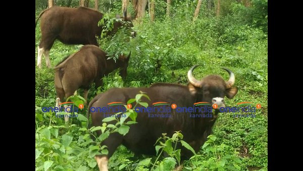ಲಾಕ್‌ಡೌನ್‌ನಿಂದಾಗಿ ಮನುಷ್ಯರ ಪ್ರವೇಶವಿಲ್ಲ