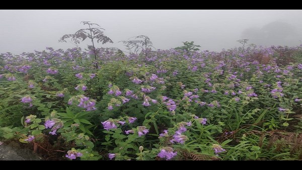  ಕಂಗೊಳಿಸುವ ಕುರುಂಜಿಯ ಚೆಲುವು