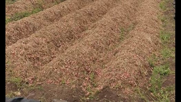 ಮಿಶ್ರಬೆಳೆಯಾಗಿ ಸಾಂಬಾರ್ ಈರುಳ್ಳಿ