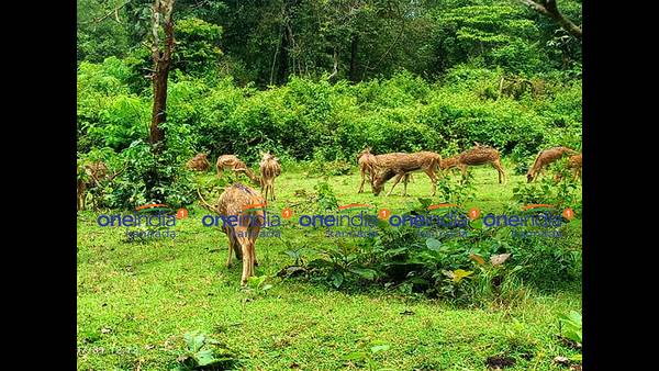 ಜೀವಕಳೆಯಿಂದ ತುಂಬಿದ ನಿಸರ್ಗ ಸ್ವರ್ಗ