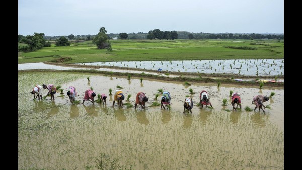 Number Of Agriculture Labours Increased Across Country