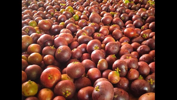 Dakshina Kannada: Belthangady Farmer Anil Balanja Grow 700 Varieties Of Tropical Fruits